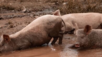 Porquinhos São Resgatados no Rio e Recebem Cuidados em Hospital Veterinário