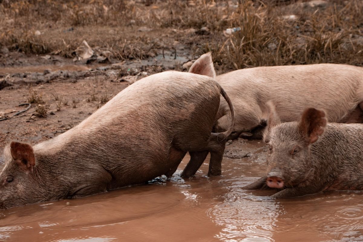 Porquinhos São Resgatados no Rio e Recebem Cuidados em Hospital Veterinário